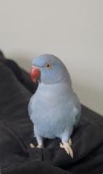 Lost Male Bird last seen The Meadows Strathpine, Strathpine, QLD 4500