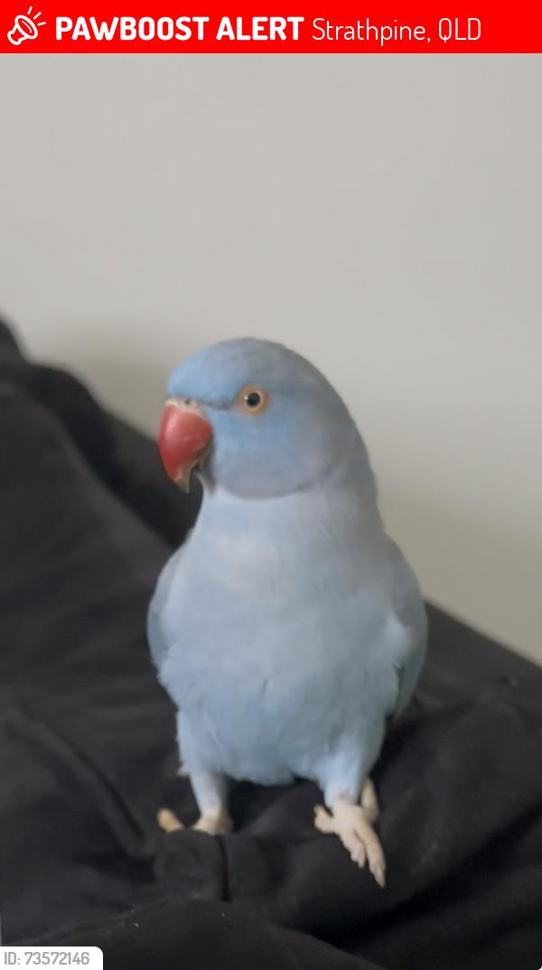 Lost Male Bird last seen The Meadows Strathpine, Strathpine, QLD 4500