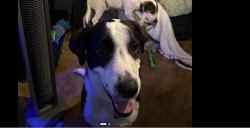 Reunited Male Dog last seen 15A and Adelle, DeLand, FL 32720