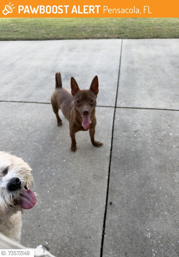 Found/Stray Male Dog last seen Summit Blvd/Spanish Trail, Pensacola, FL 32504