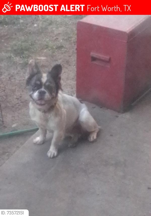 Lost Female Dog last seen Sycamore school rd, Fort Worth, TX 76133