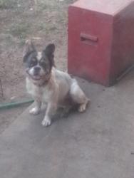 Lost Female Dog last seen Sycamore school rd, Fort Worth, TX 76133