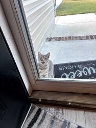 Found/Stray Unknown Cat last seen The neighborhood the pin is in, Sneads Ferry, NC 28460