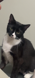 Reunited Female Cat last seen Humane society of tn valley, Knoxville, TN 37919