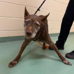 Shelter Stray Female Dog last seen , 2350 Appling City Cove, Memphis, TN 38133, USA