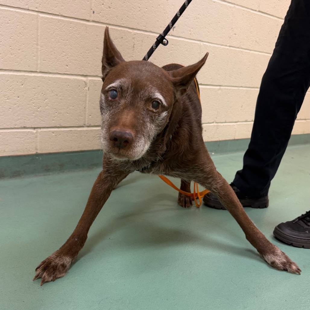 Shelter Stray Female Dog last seen , 2350 Appling City Cove, Memphis, TN 38133, USA