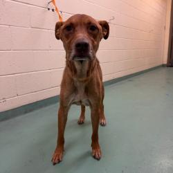 Shelter Stray Male Dog last seen , 2350 Appling City Cove, Memphis, TN 38133, USA