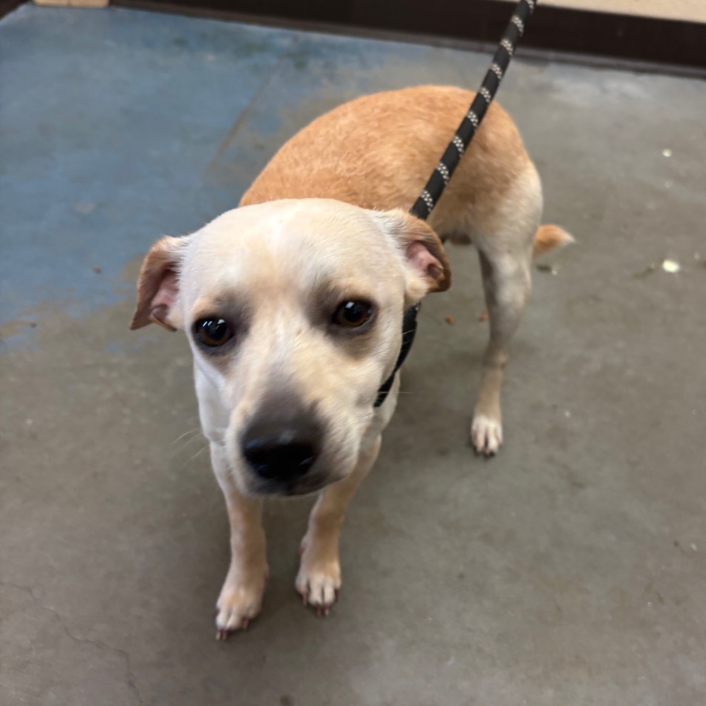 Shelter Stray Male Dog last seen , 2350 Appling City Cove, Memphis, TN 38133, USA
