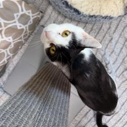 Shelter Stray Female Cat last seen , 3607 N Armenia Ave, Tampa, FL 33607, USA