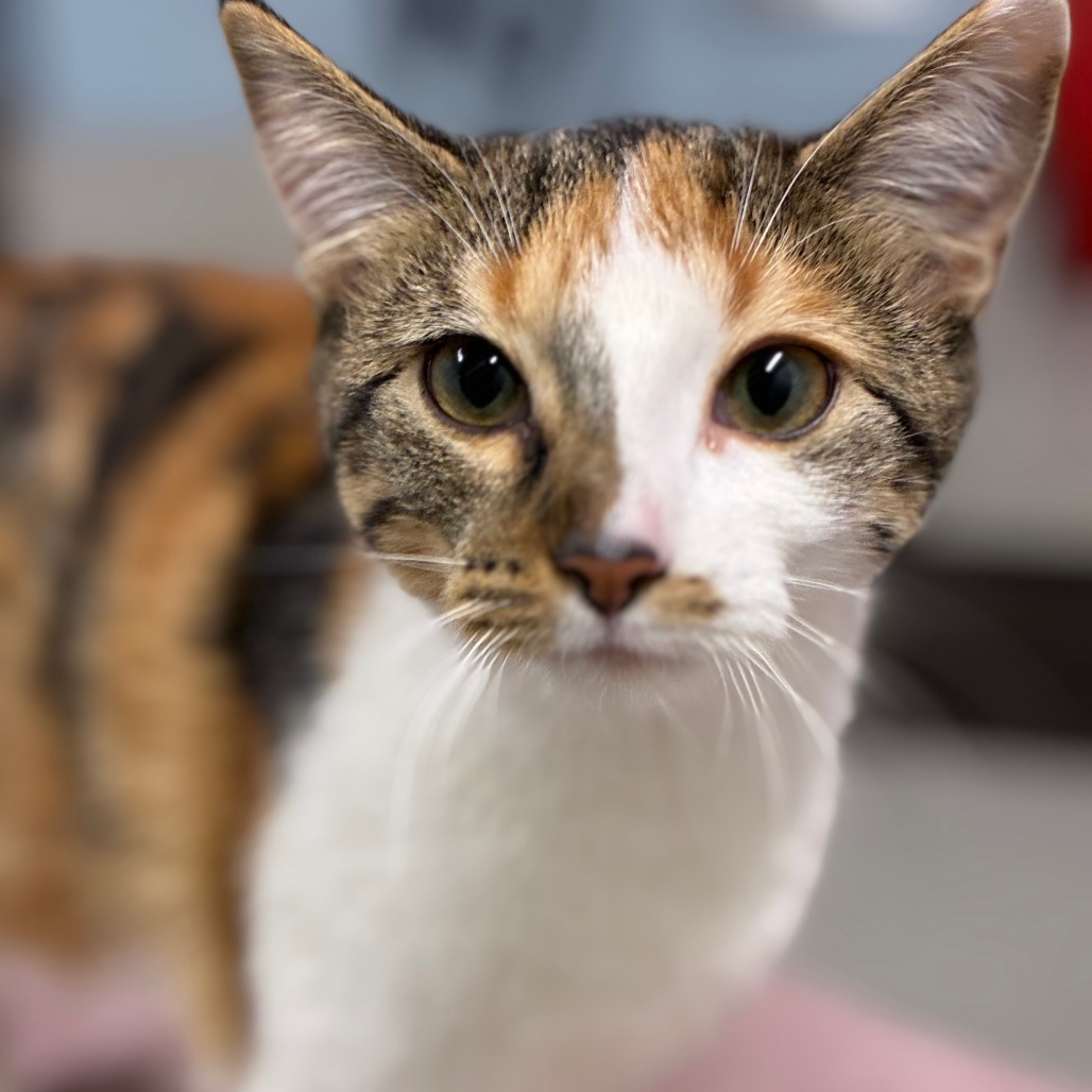 Shelter Stray Female Cat last seen , 1013 Garfield St, Oak Park, IL 60304, USA
