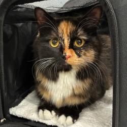 Shelter Stray Female Cat last seen , 1013 Garfield St, Oak Park, IL 60304, USA