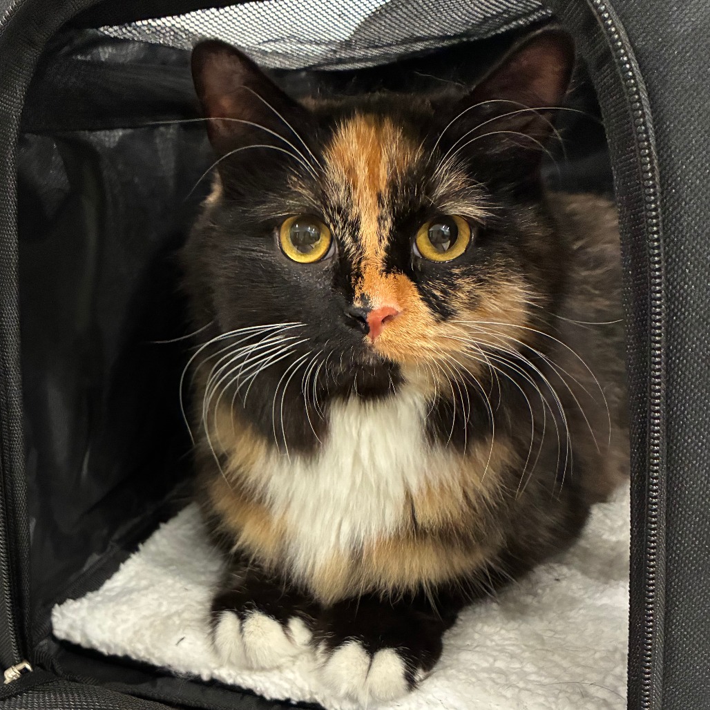 Shelter Stray Female Cat last seen , 1013 Garfield St, Oak Park, IL 60304, USA