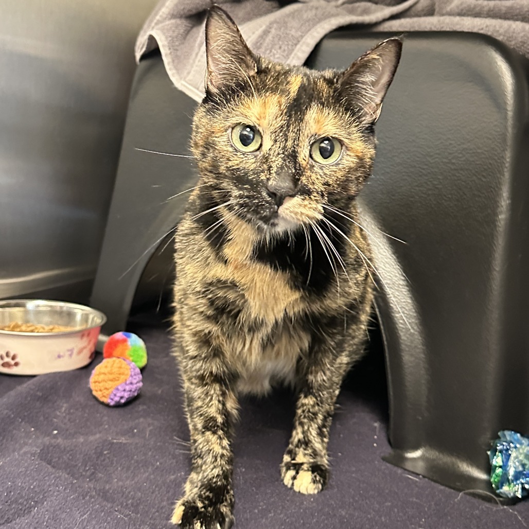 Shelter Stray Female Cat last seen , 1006 Grigsby Hayes Ct, Franklin, TN 37064, USA