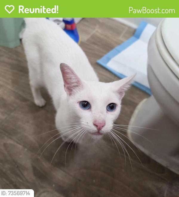 Reunited Unknown Cat last seen Wyoming Street, between Cherry and Olive Street, Westminster, CA 92683
