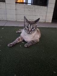 Reunited Male Cat last seen Lexington & N Westmoreland, Los Angeles, CA 90029
