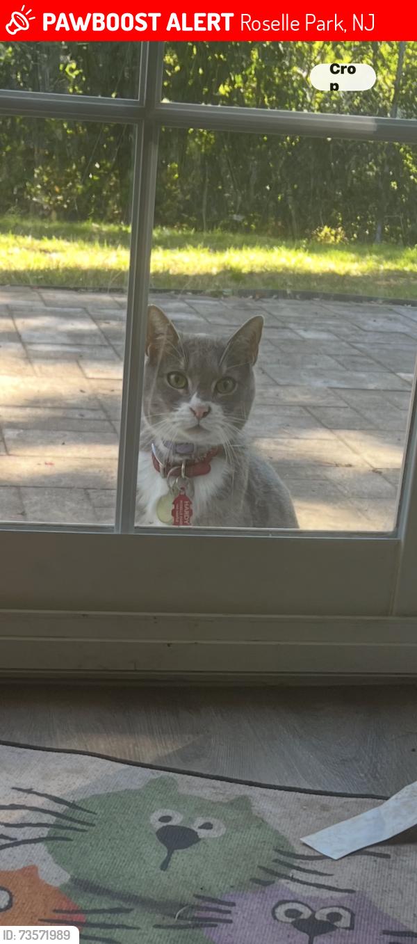 Lost Male Cat last seen Chestnut and galloping hill, Roselle Park, NJ 07204