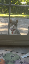Lost Male Cat last seen Chestnut and galloping hill, Roselle Park, NJ 07204