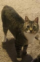 Reunited Male Cat last seen Gilbert Stephenson Park/Fort O Krystal, Fort Oglethorpe, GA 30742