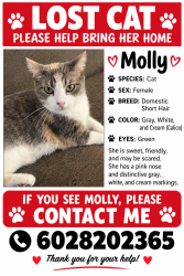 Lost Female Cat last seen Near ave Peoria, Phoenix, AZ 85051