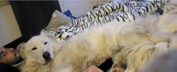 Reunited Male Dog last seen Olive and minnewawa, Fresno, CA 93727