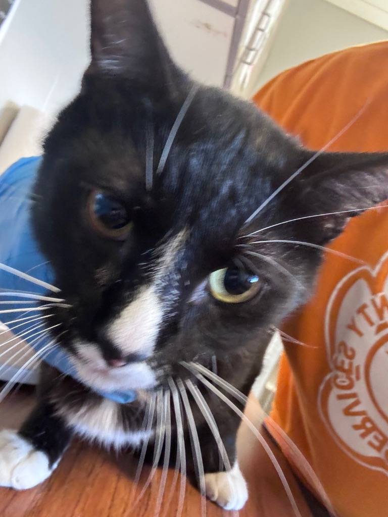 Shelter Stray Male Cat last seen Columbia, 1233 Mapleash Ave, Columbia, TN 38401, USA
