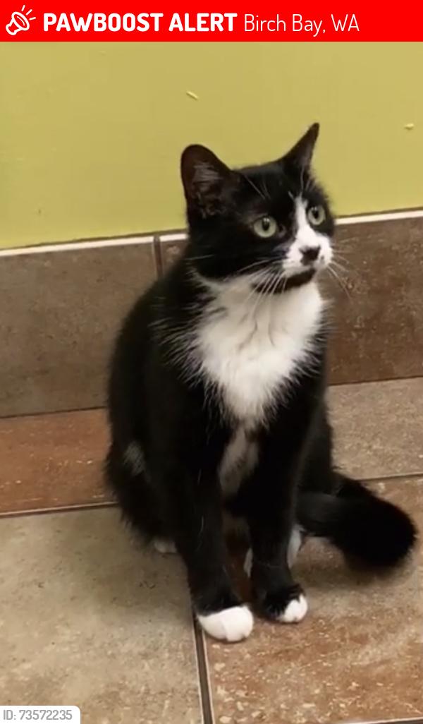 Lost Female Cat last seen Seashell Way, Birch Bay, WA 98230