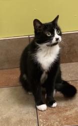 Lost Female Cat last seen Seashell Way, Birch Bay, WA 98230