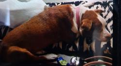 Lost Female Dog last seen Motel 6 fairgrounds west, Oklahoma City, OK 73108