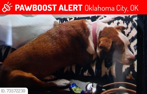 Lost Female Dog last seen Motel 6 fairgrounds west, Oklahoma City, OK 73108