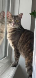 Lost Female Cat last seen 4min from Mitcham train station, Greater London, England CR4 2LL