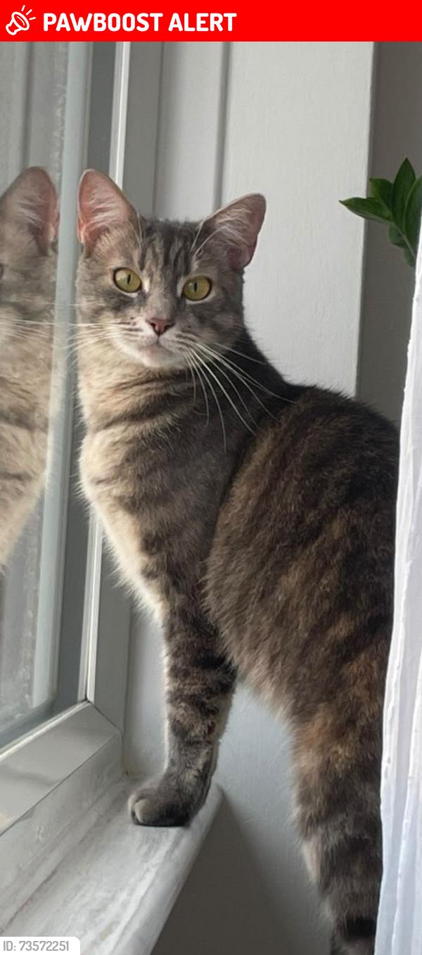 Lost Female Cat last seen 4min from Mitcham train station, Greater London, England CR4 2LL