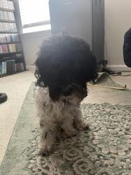 Found/Stray Female Dog last seen On the street of hawks landing drive., Land O' Lakes, FL 34638
