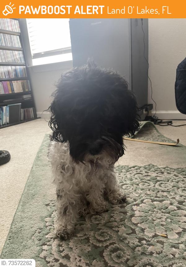 Found/Stray Female Dog last seen On the street of hawks landing drive., Land O' Lakes, FL 34638