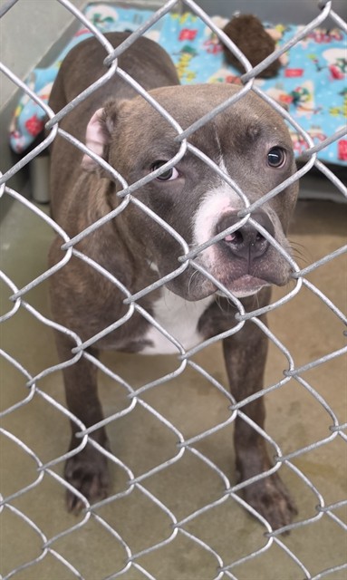Shelter Stray Male Dog last seen CONFINED ON GREAT OAK, 2600 NE Perry Ave, Peoria, IL 61603, USA