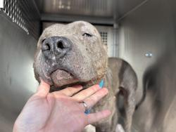 Shelter Stray Male Dog last seen Near BLOCK S PENNSYLVANIA AVE, OKLAHOMA CITY OK 73108, 2811 SE 29th St, Oklahoma City, OK 73129, USA
