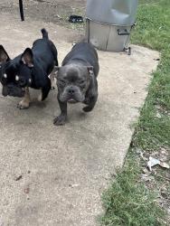 Reunited Male Dog last seen Riverside, Fort Worth, TX 76137