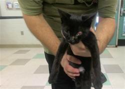 Shelter Stray Unknown Cat last seen , 2811 SE 29th St, Oklahoma City, OK 73129, USA