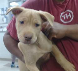 Shelter Stray Unknown Dog last seen 119TH ST/VICTORIA PL, 2811 SE 29th St, Oklahoma City, OK 73129, USA