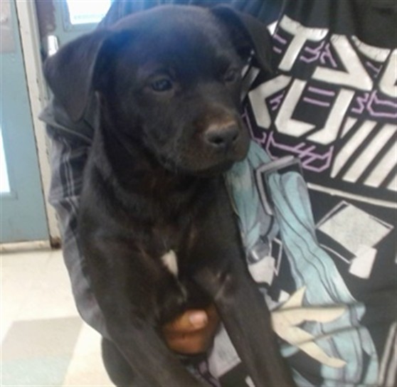 Shelter Stray Unknown Dog last seen 119TH ST/VICTORIA PL, 2811 SE 29th St, Oklahoma City, OK 73129, USA