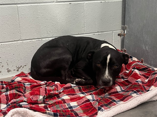 Shelter Stray Male Dog last seen SUSANS POINTE DR CLERMONT, 12280 County Rd 448, Tavares, FL 32778, USA