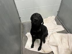Shelter Stray Male Dog last seen N LAKE AVE/US HWY 441 LEESBURG, 12280 County Rd 448, Tavares, FL 32778, USA