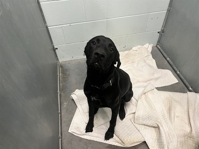 Shelter Stray Male Dog last seen N LAKE AVE/US HWY 441 LEESBURG, 12280 County Rd 448, Tavares, FL 32778, USA
