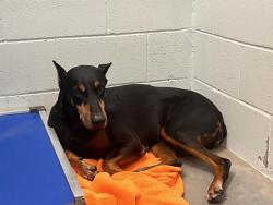 Shelter Stray Female Dog last seen ARROWTREE BLVD CLERMONT, 12280 County Rd 448, Tavares, FL 32778, USA