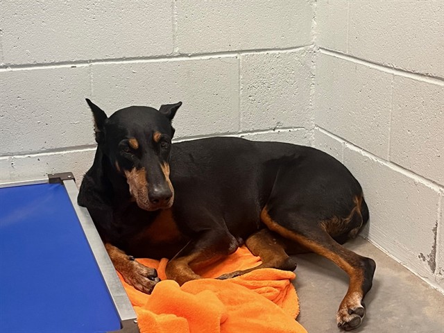 Shelter Stray Female Dog last seen ARROWTREE BLVD CLERMONT, 12280 County Rd 448, Tavares, FL 32778, USA