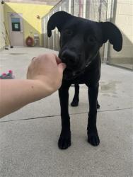 Shelter Stray Female Dog last seen RUBIA DR / SHELDON RD, 9150 Union Park Way, Elk Grove, CA 95624, USA