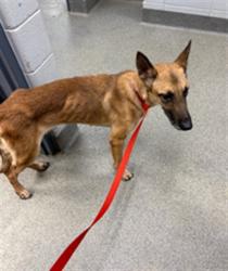Shelter Stray Female Dog last seen Near BLOCK RYLAND PIKE, 4950 SW Triana Blvd, Huntsville, AL 35805, USA