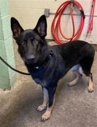Shelter Stray Female Dog last seen LOWRIDER LN & RAMP WAY, 2127 Front St, Sacramento, CA 95818, USA