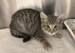 Shelter Stray Male Cat last seen SIERRA MEADOWS & GRANITE, 11232 B Ave, Auburn, CA 95603, USA