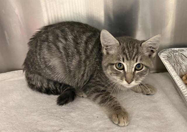 Shelter Stray Male Cat last seen SIERRA MEADOWS & GRANITE, 11232 B Ave, Auburn, CA 95603, USA