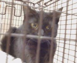 Shelter Stray Unknown Cat last seen LARCHMONT DR/TURNER DR, 95660, 3839 Bradshaw Rd, Sacramento, CA 95827, USA